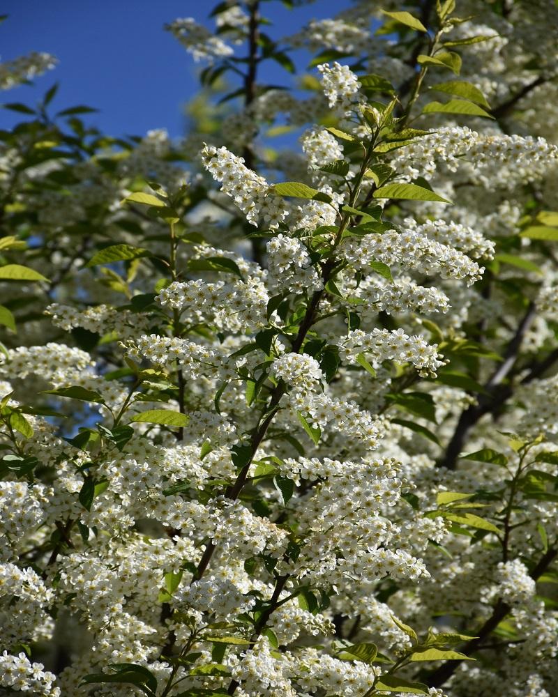 Chokecherry Canada Red Multi Stem #15