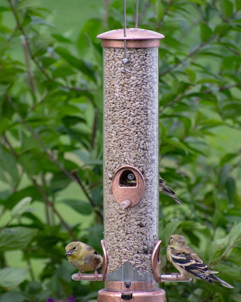 Seed Tube Feeder With Quick-Clean Medium