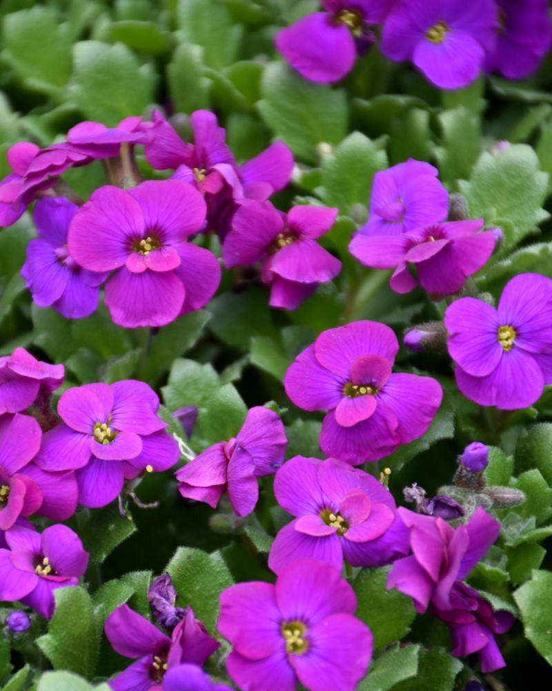 Audrey Purple Shades Rock Cress #1<br><i>Aubrieta 'Audrey Purple Shades'</br></i>