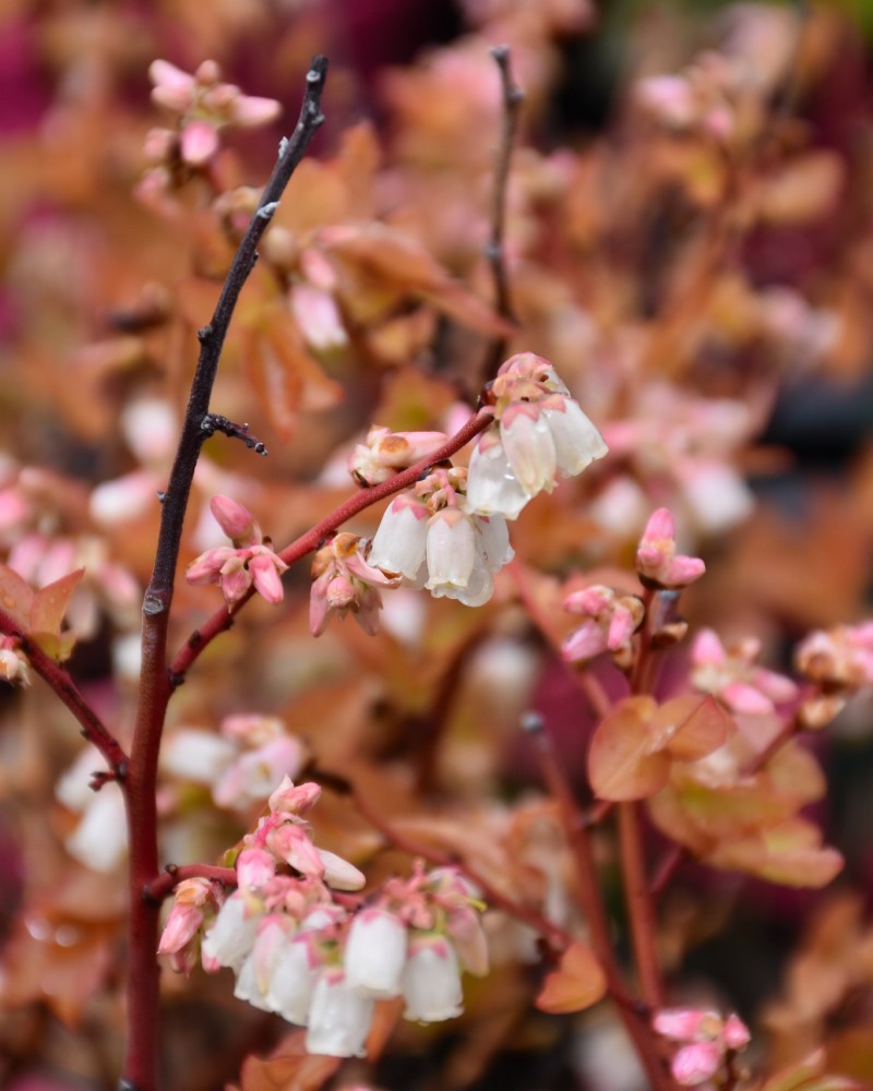 Brunswick Lowbush Blueberry #1<br><i>Vaccinium angustifolium 'Brunswick'</br></i>