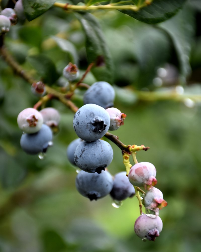 Blueberry Liberty #1