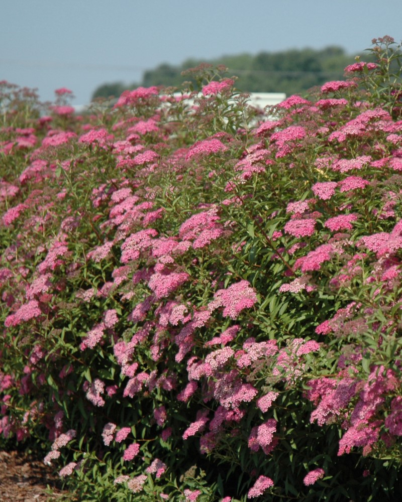 Anthony Waterer Spirea #5<br><i>Spiraea x bumalda 'Anthony Waterer'</br></i>