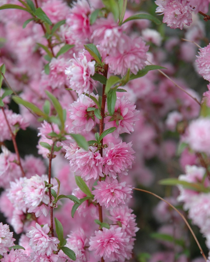 Double Pink Flowering Almond #2<br><i>Prunus glandulosa Rosea Plena</br></i>