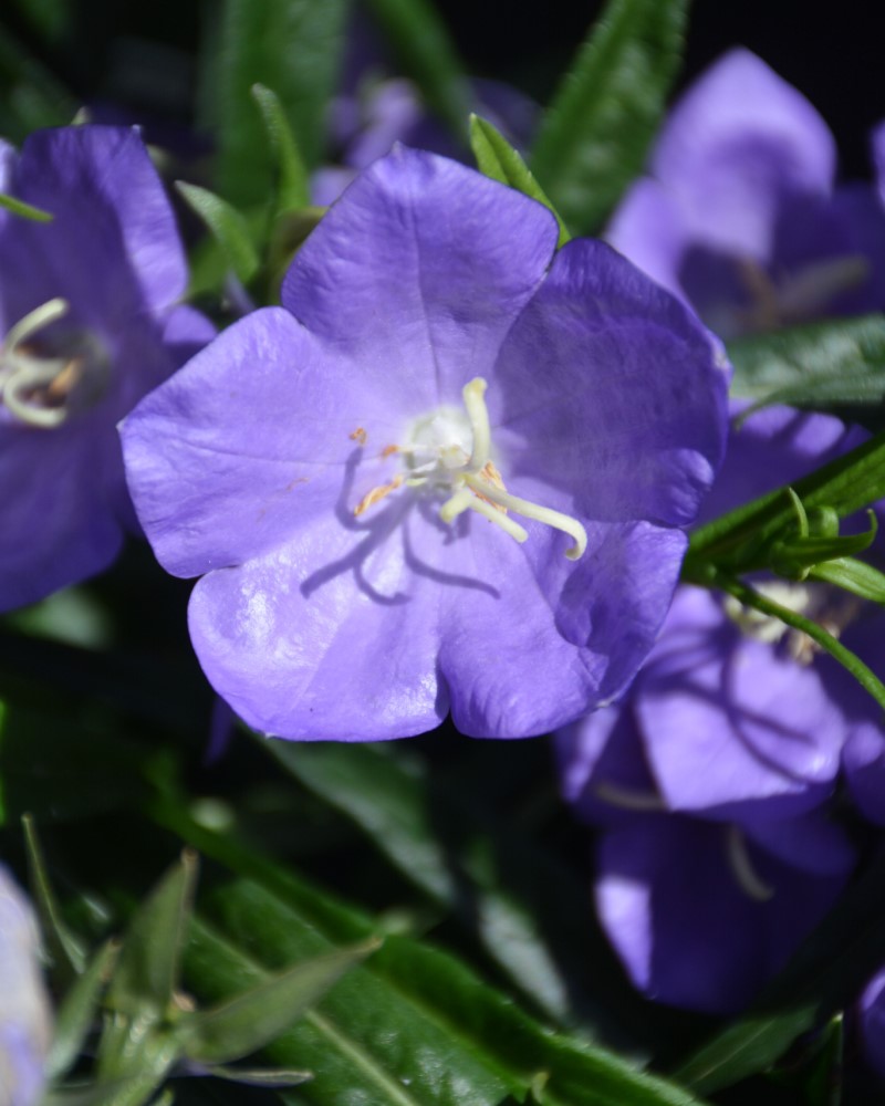 Takion Blue Peachleaf Bellflower #1<br><i>Campanula persicifolia Takion Blue</br></i>