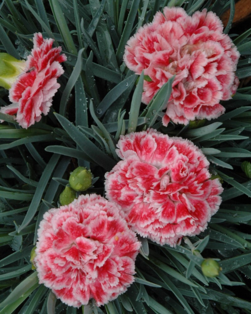 Dianthus Coral Reef #1