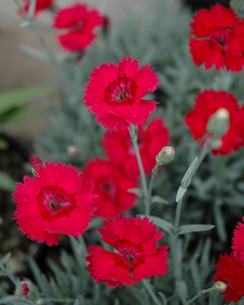 Red Beauty Pinks #1<br><i>Dianthus gratianopolitanus Red Beauty</br></i>
