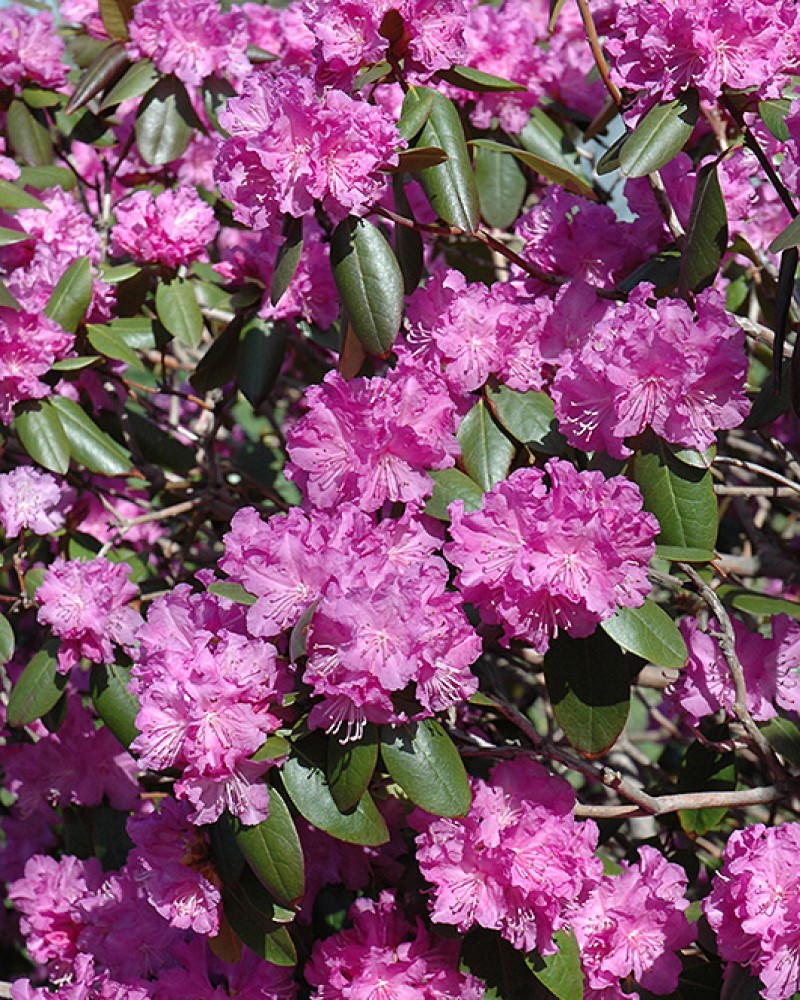P.J.M. Rhododendron #5<br><i>Rhododendron P.J.M.</br></i>
