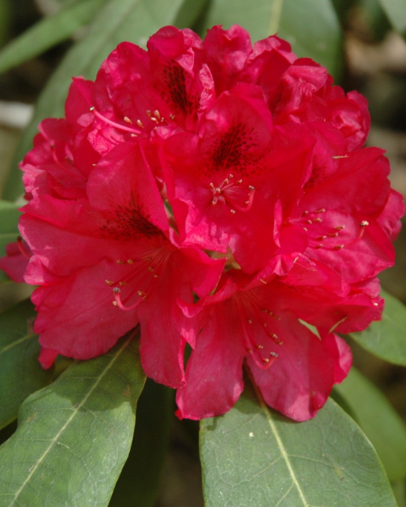 The General Rhododendron #5<br><i>Rhododendron catawbiense 'The General'</br></i>