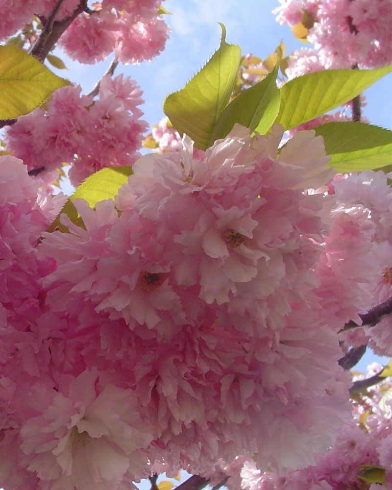 Kwanzan Flowering Cherry #15<br><i>Prunus serrulata Kwanzan</br></i>