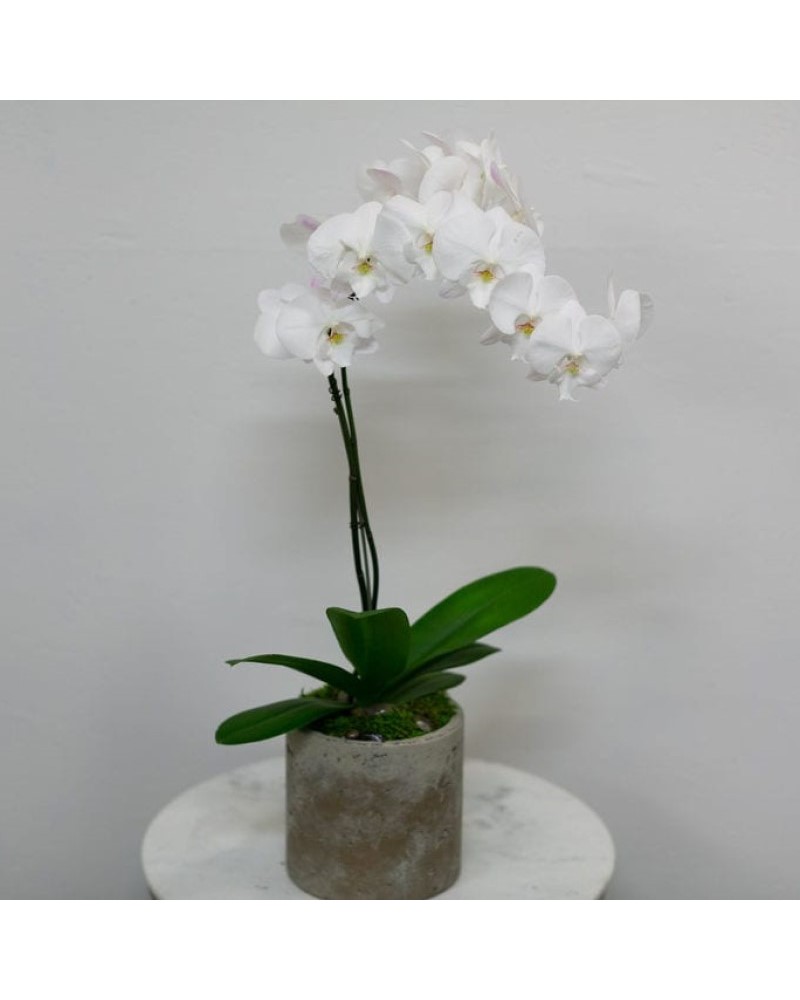 White Orchid in a Brookstone Pot