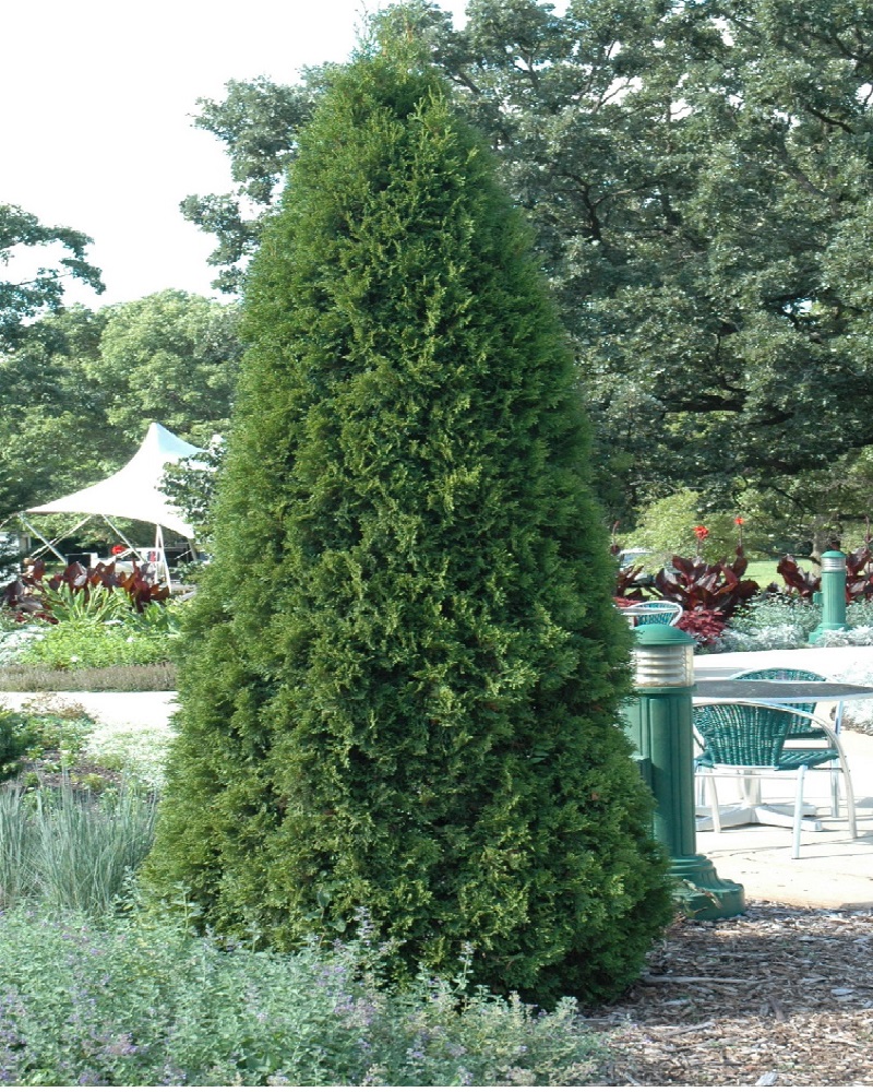 Emerald Green Arborvitae, Thuja occidentalis 'Smaragd