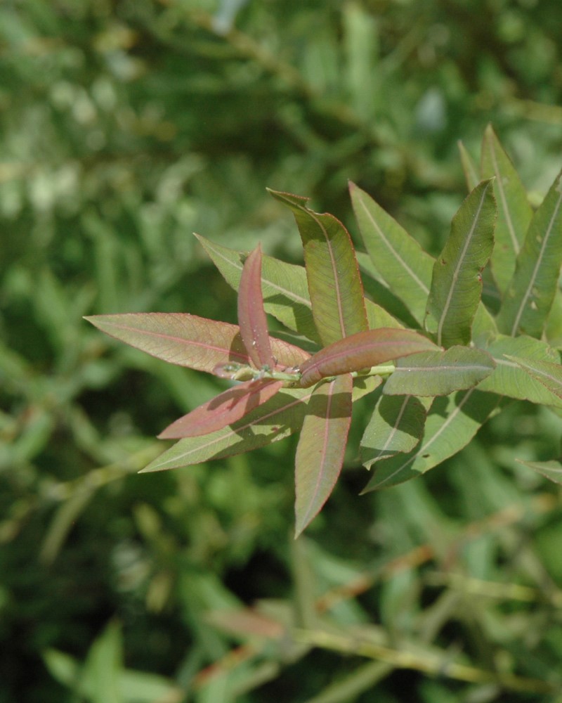 Flamingo Willow #5<br><i>Salix integra Flamingo</br></i>