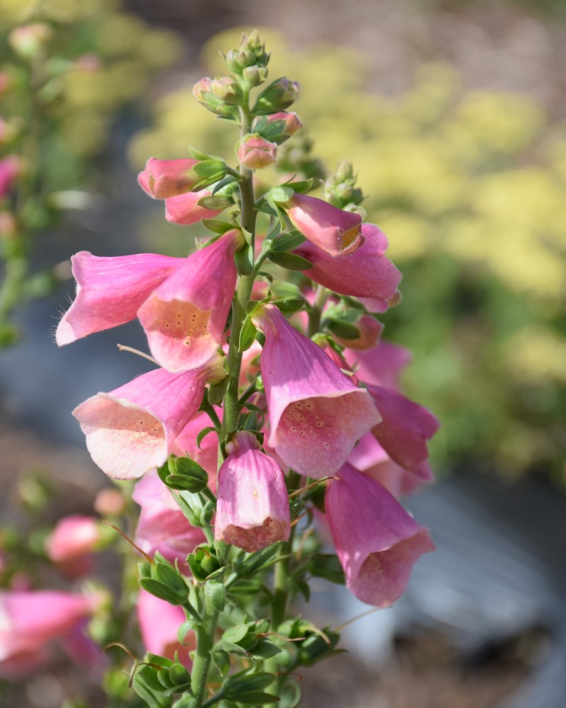 Arctic Fox Rose Foxglove #1<br><i>Digitalis Balroxose</br></i>