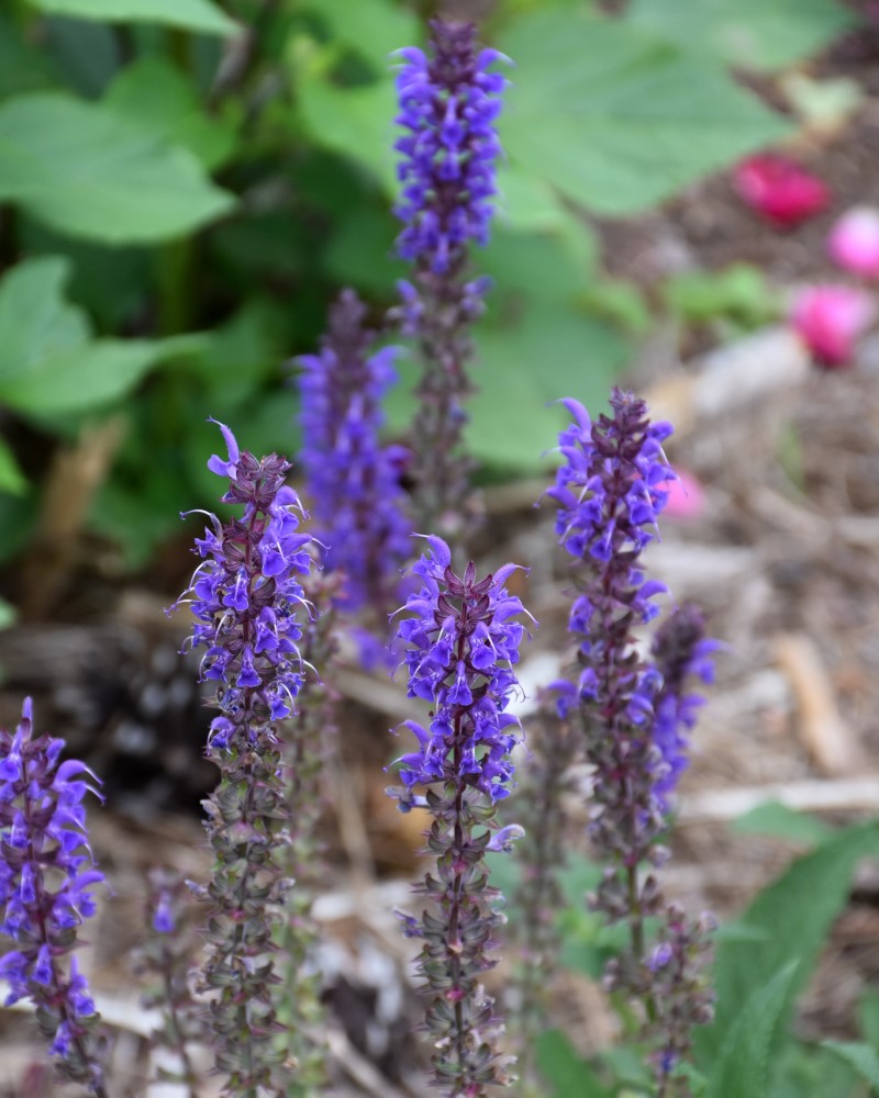 Salvia Blue By You #1