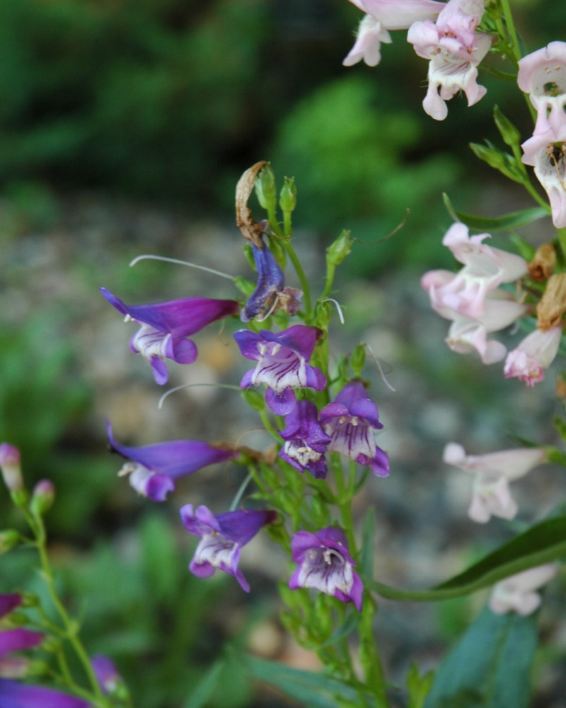 Rondo Mix Beard Tongue #1<br><i>Penstemon Rondo Mix</br></i>