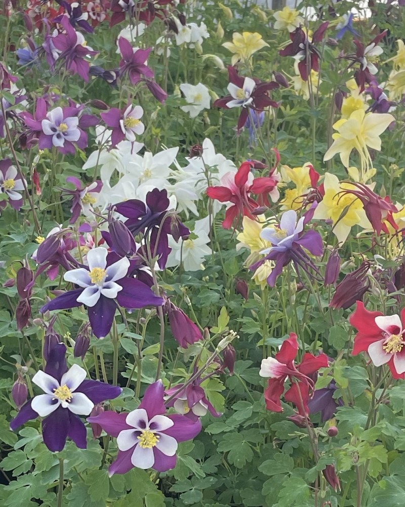 Earlybird Mix Columbine #1<br><i>Aquilegia x hybrida</br></i>