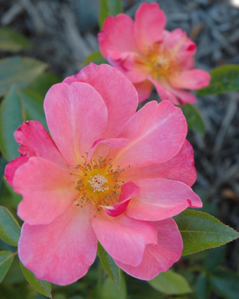 All The Rage Rose #2<br><i>Rosa All The Rage</br></i>