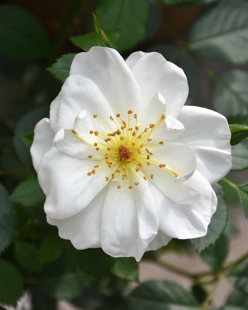 Oscar Peterson Rose #2<br><i>Rosa Oscar Peterson</br></i>
