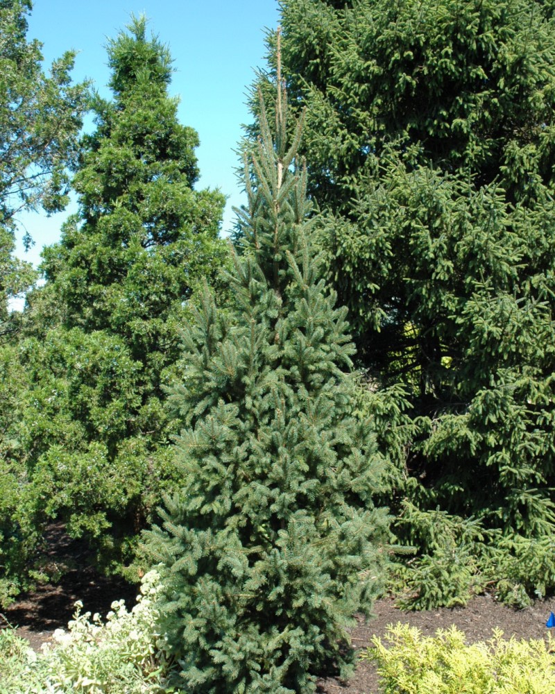Columnar Norway Spruce #15<br><i>Picea abies 'Cupressina'</br></i>