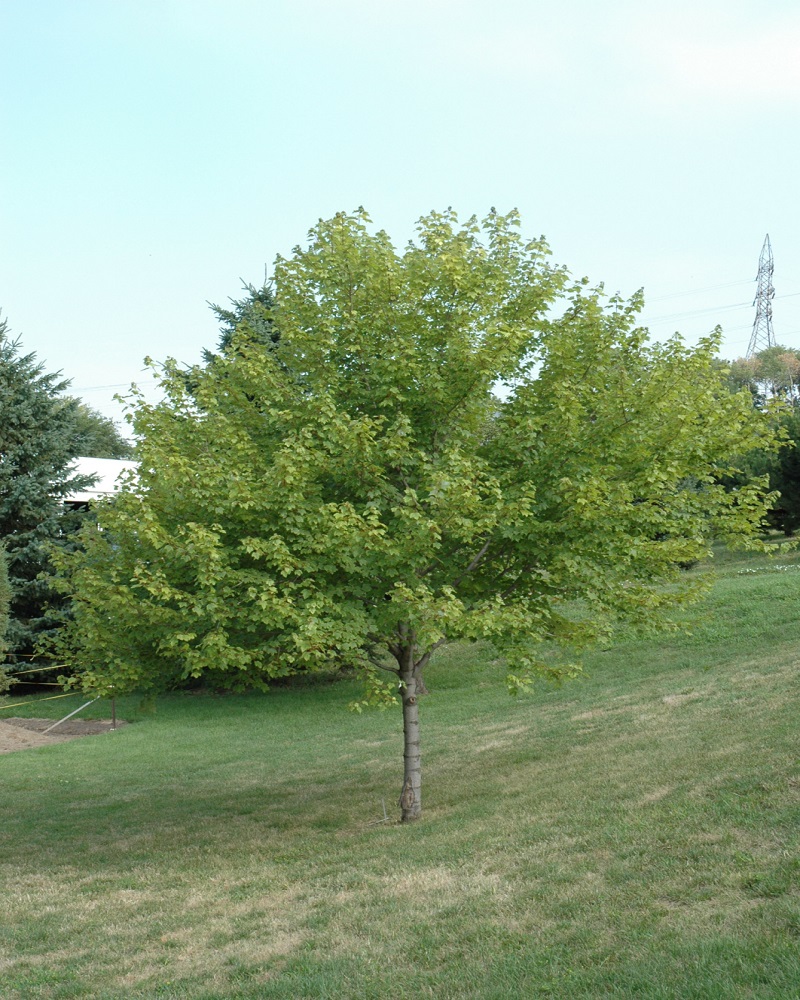 Burgundy Belle Red Maple #7<br><i>Acer rubrum Magnificent Magenta</br></i>