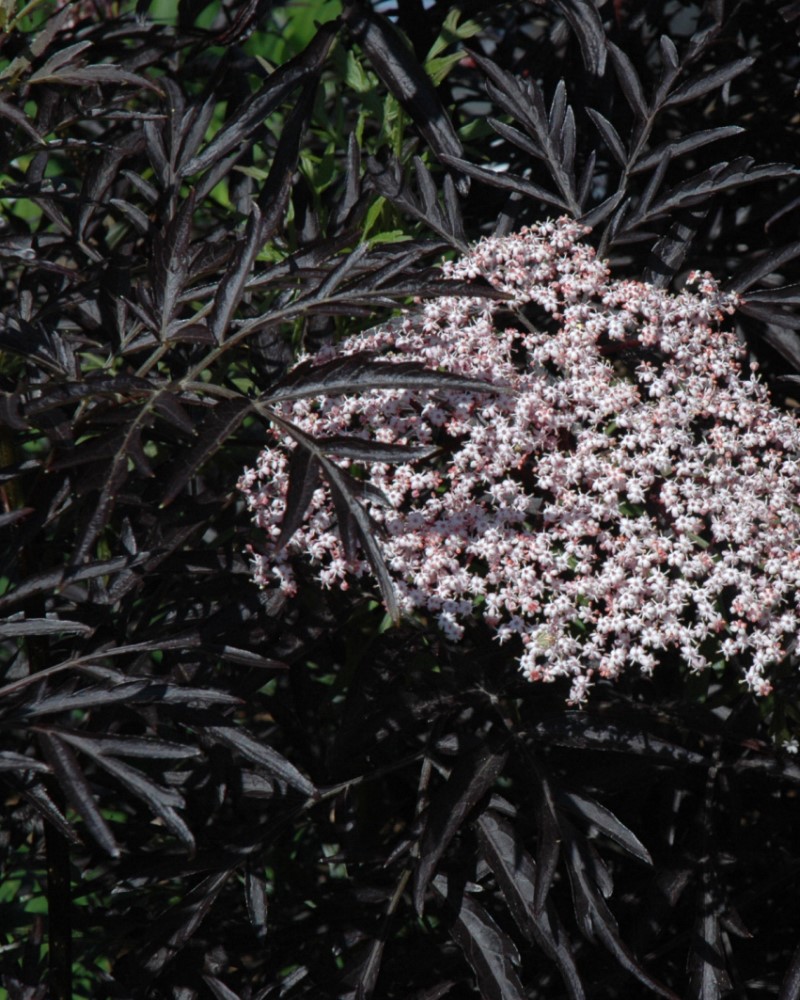 Black Lace® Elderberry #5<br><i>Sambucus nigra Eva</br></i>