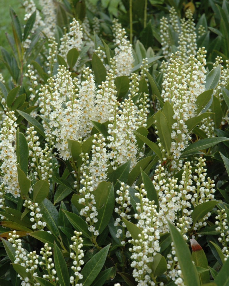 Otto Luyken Dwarf Cherry Laurel #5<br><i>Prunus laurocerasus 'Otto Luyken'</br></i>