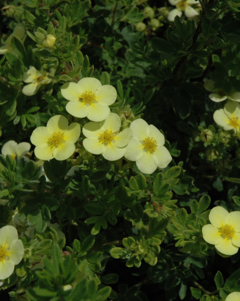 Katherine Dykes Potentilla #5<br><i>Potentilla fruticosa Katherine Dykes</br></i>