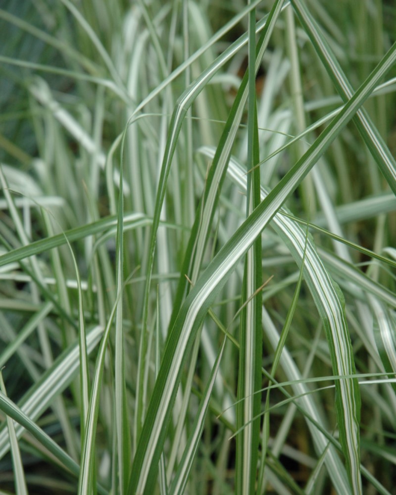 Avalanche Reed Grass<br><i>Calamagrostis x acutiflora Avalanche</br></i>