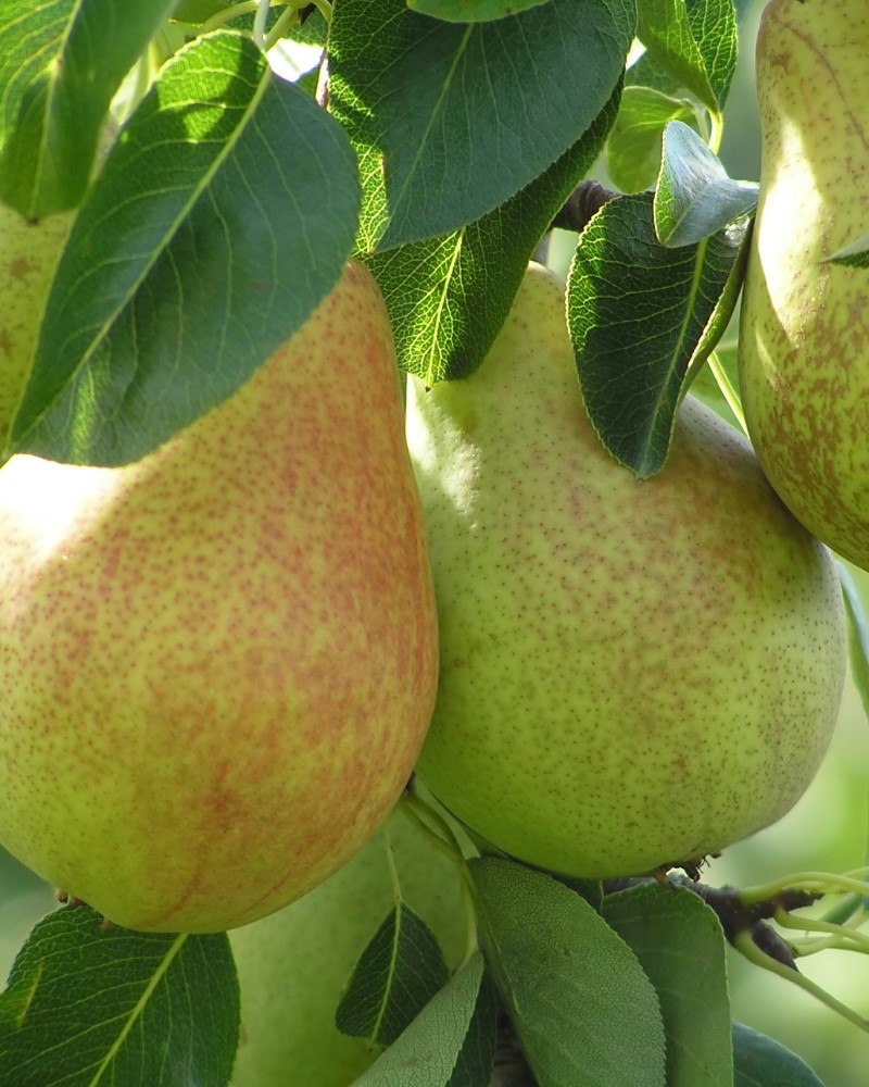 Comice Pear #15<br><i>Pyrus communis 'Comice'</br></i>