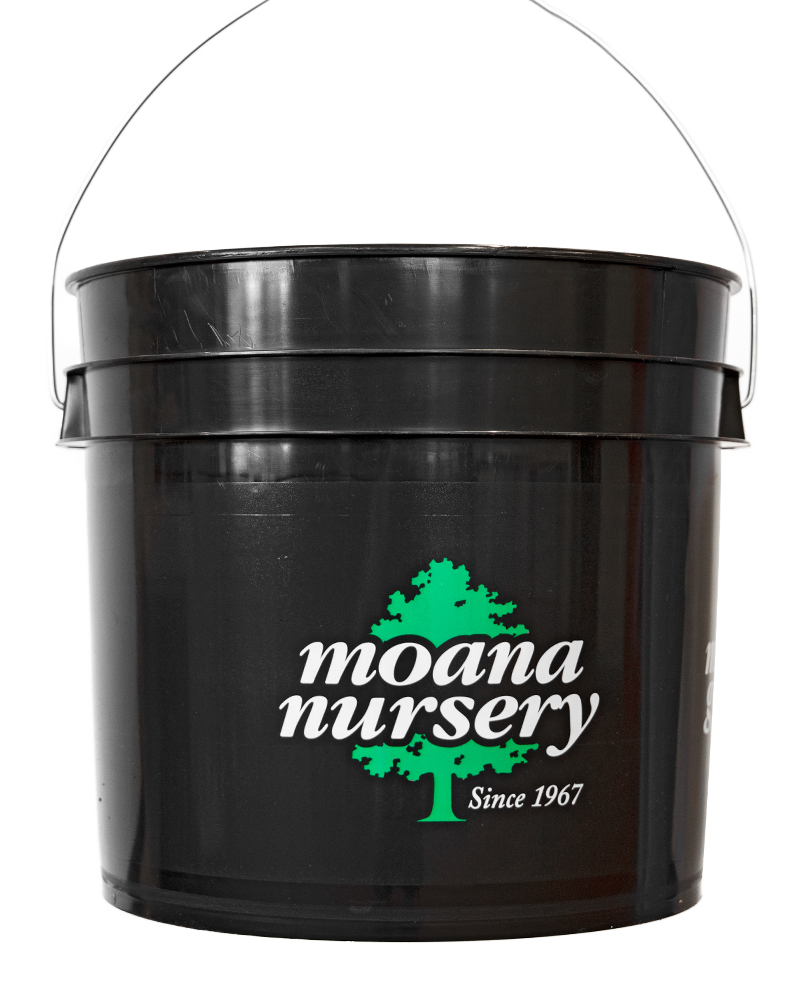 Moana Nursery 3.5 gal Bucket