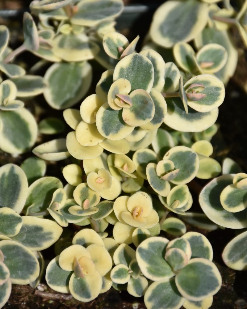 Lime Twister Stonecrop #1<br><i>Sedum Lime Twister</br></i>