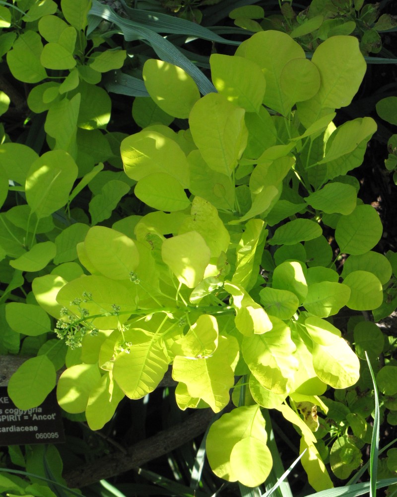 Golden Spirit Smokebush #3<br><i>Cotinus coggygria Golden Spirit</br></i>