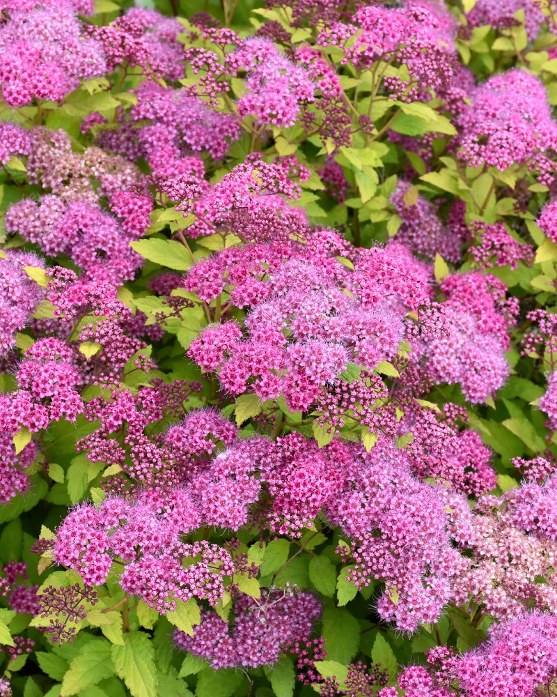 Magic Carpet Spirea #3<br><i>Spiraea x bumalda Magic Carpet</br></i>