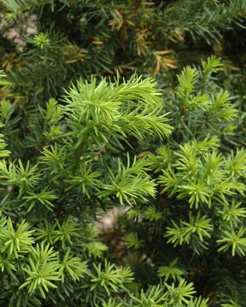 Hicks Yew #3<br><i>Taxus x media Hicksii</br></i>