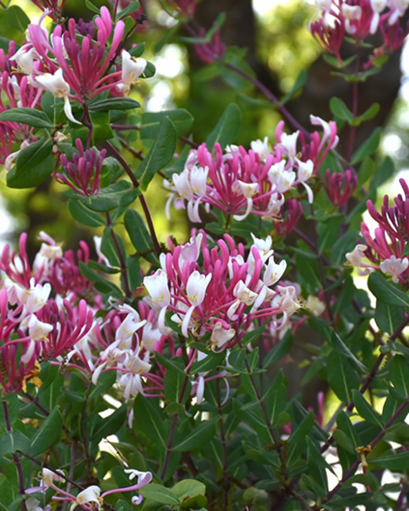 Departments Honeysuckle Peaches and Cream 5