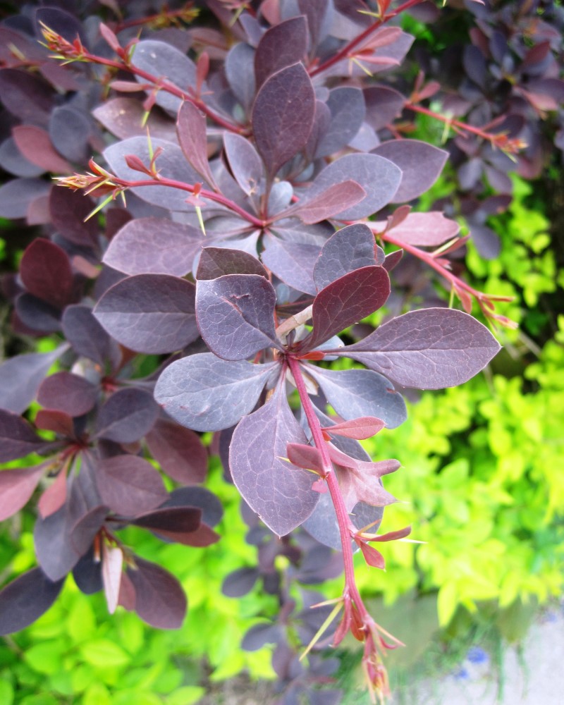 Red Leaf Japanese Barberry #5<br><i>Berberis thunbergii Atropurpurea</br></i>