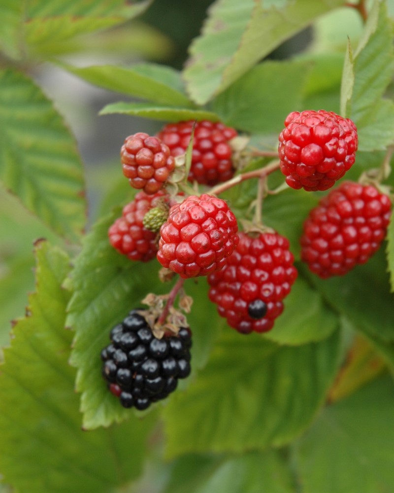 Black Satin Thornless Blackberry #1<br><i>Rubus fruticosus 'Black Satin'</br></i>