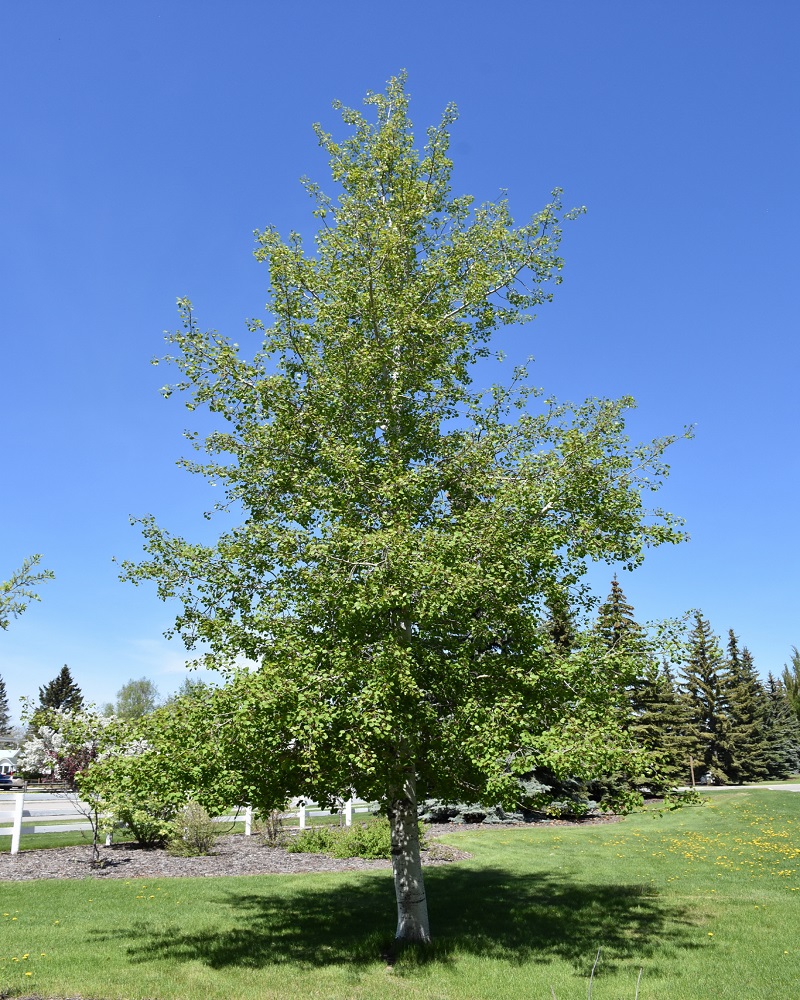 Trembling aspen