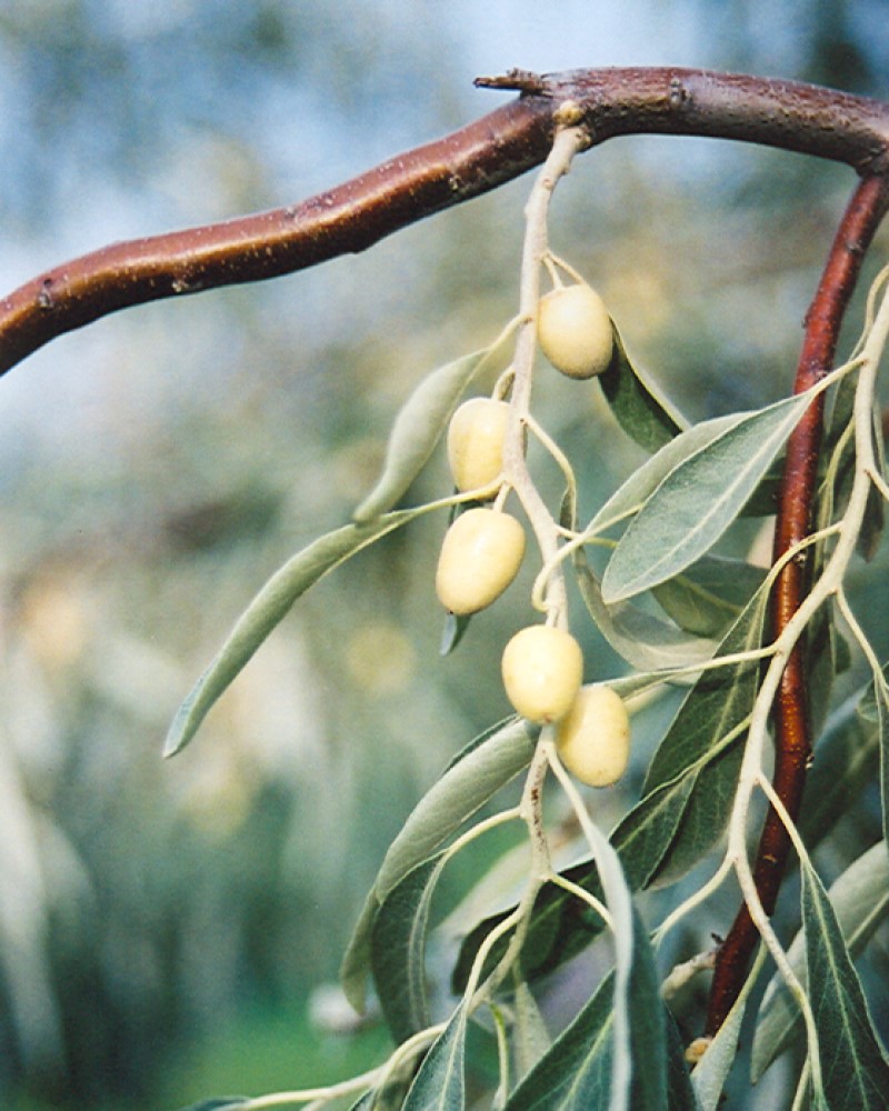 Russian Olive #15<br><i>Elaeagnus angustifolia</br></i>