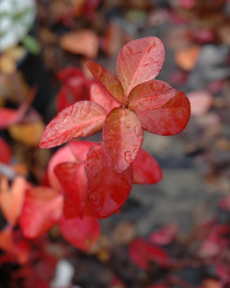 Euonymus Purple Wintercreeper #1