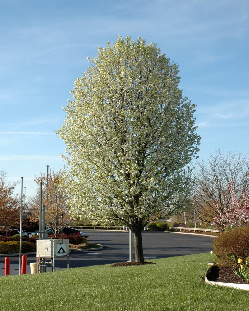 Chanticleer Ornamental Pear #7<br><i>Pyrus calleryana 'Chanticleer'</br></i>
