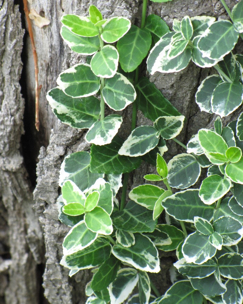 Emerald Gaiety Wintercreeper #5<br><i>Euonymus fortunei Emerald Gaiety</br></i>