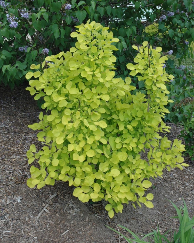 Golden Spirit Smokebush #3<br><i>Cotinus coggygria Golden Spirit</br></i>