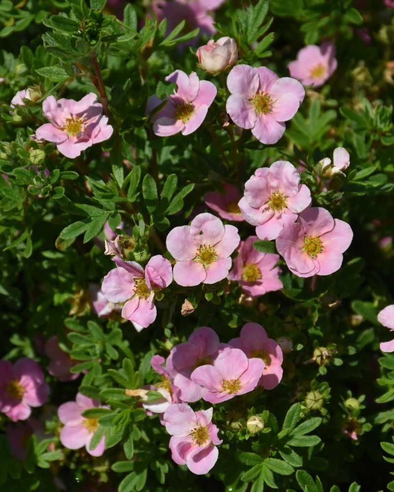 Pink Beauty Potentilla #5<br><i>Potentilla fruticosa Pink Beauty</br></i>