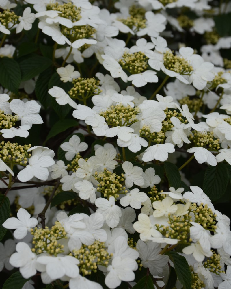 Doublefile Viburnum #5<br><i>Viburnum plicatum var. tomentosum</br></i>