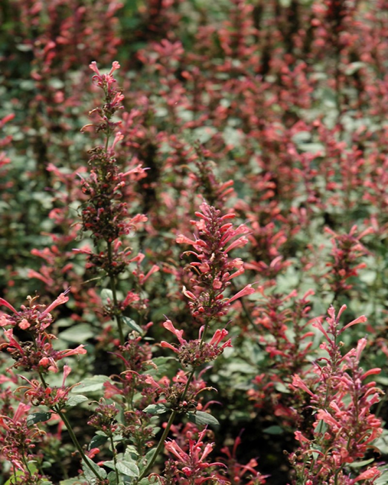Kudos� Coral Hyssop #1<br><i>Agastache 'Kudos Coral'</br></i>