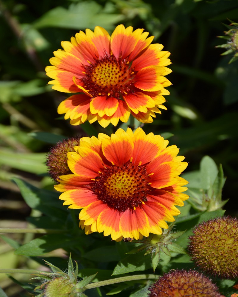 Arizona Sun Blanket Flower #1<br><i>Gaillardia x grandiflora 'Arizona Sun'</br></i>