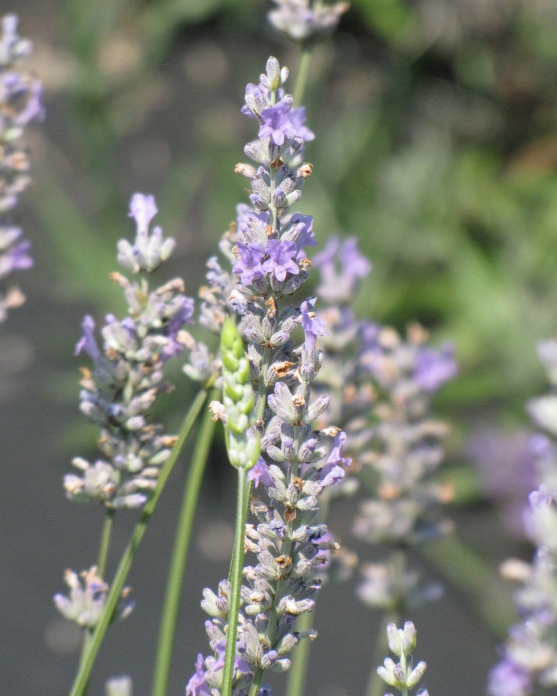 Provence Lavender #1<br><i>Lavandula x intermedia Provence</br></i>