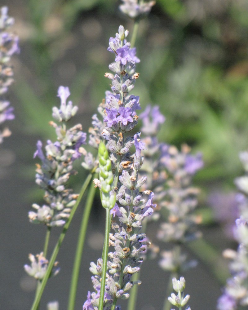 Lavender Provence #1