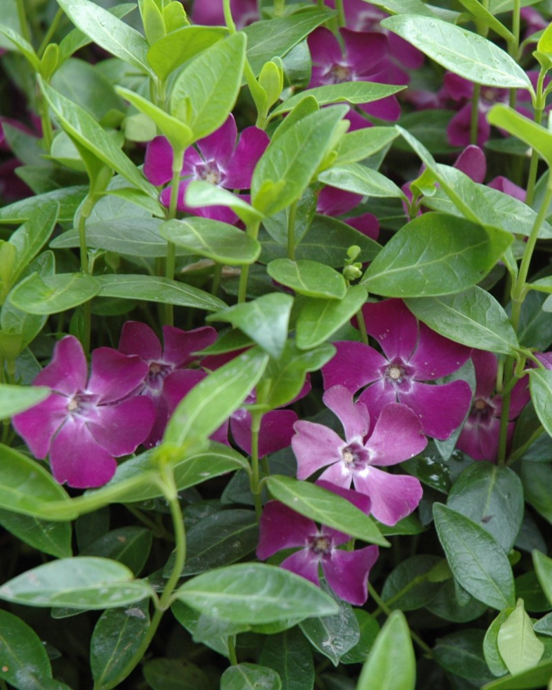 Burgundy Periwinkle #1<br><i>Vinca minor Atropurpurea</br></i>